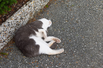 Dead cat lies on the pavement. Pet Safety.