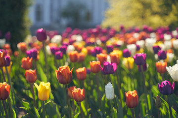 Fototapeta premium Field of bloom colorful tulips in botanical park