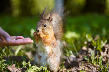 Naklejka na ściany i meble Ginger squirrel takes from hands of human seeds