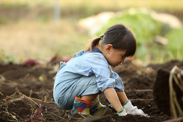サツマイモを掘る女の子