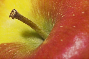 Apfelstengel | Close up