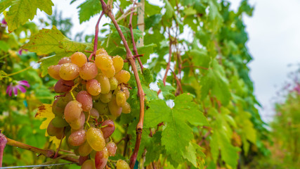 the white grapes growing  close up
