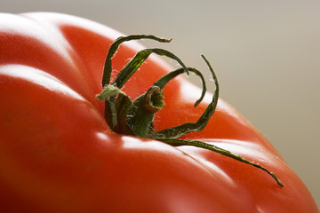 Tomate Close up
