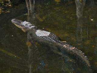 alligator in florida