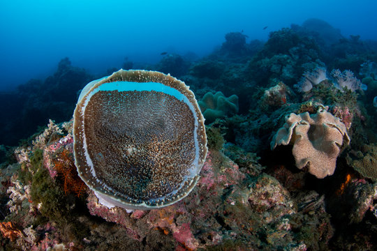 Marine life, Liuqiu island, Taiwan