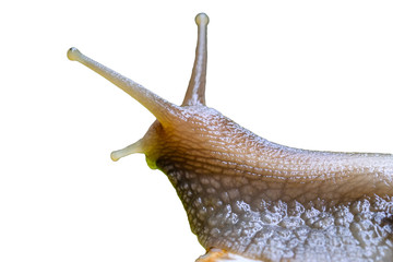 Big snail in shell crawling on road, summer day in garden, A common garden snail climbing on a stump, edible snail or escargot, is a species of large, edible, air-breathing land.