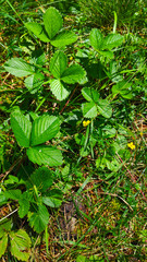 green plants in the garden