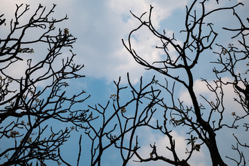 Silhouette of Frangipani tree with blue sky
