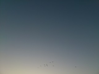 flock of birds flying in the sky