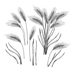 Hand drawn vector illustration - Wheat. Engraving rustic design elements (branches and stalks of cereals).  Perfect for advertising, prints, packing