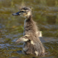 baby duck standing up in water during summer