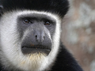 Portrait of male Guereza colobus, Colobus guereza, lake, Awassa, Ethiopia