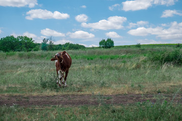 A red and white cow in the field near village road, raising its head, getting angry