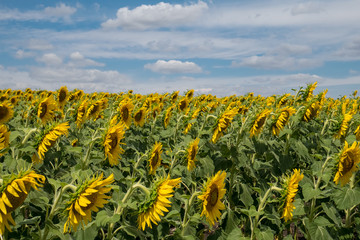 Obraz premium Sunflowers in the field turning towards sun in cloudy day