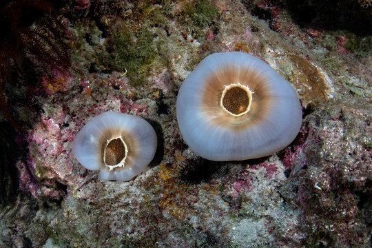 Marine life, Liuqiu island, Taiwan
