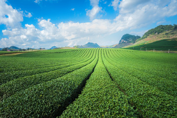 Tea plantation landscape on clear day. Tea farm with blue sky and white clouds.