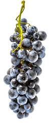 grapes isolated on white background