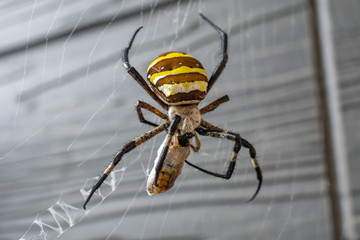 Nephila clavata (an Oriental species of golden orb-weaving spider) preying on a bug