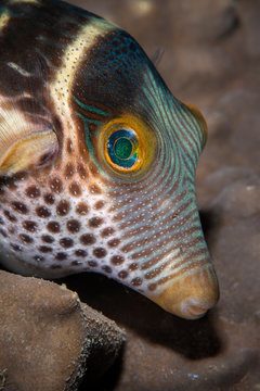 Marine life, Liuqiu island, Taiwan
