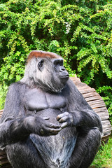 a western lowland gorilla in the forest