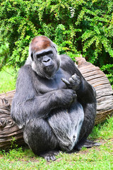 a gorilla in a moment of rest