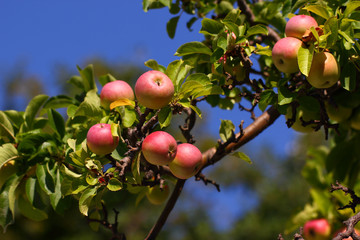 Apples green with pink sides are hanging ripe on a tree branch among the leaves.
