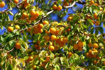 Plums yellow bunches on a tree branch among green leaves.