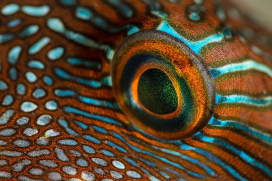 Marine life, Liuqiu island, Taiwan
