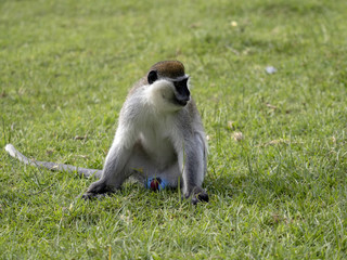 Male Green Monkey, Chlorocebus aethiops, resting on lawn by lake, Awassa, Ethiopia