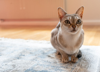 Singapura cat on the carpet. the smallest cat breed in the world.