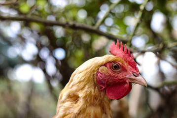 close up of a head of a hen farm