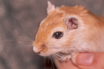 Close up of a gerbil held in a hand
