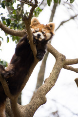 レッサーパンダ