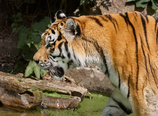 Close up of the head of an Indo-Chinese tiger