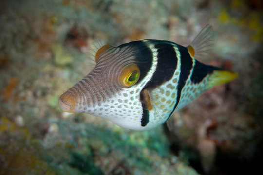 Marine life, Liuqiu island, Taiwan