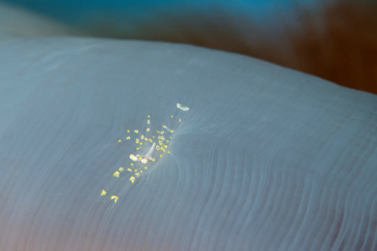 Marine life, Liuqiu island, Taiwan