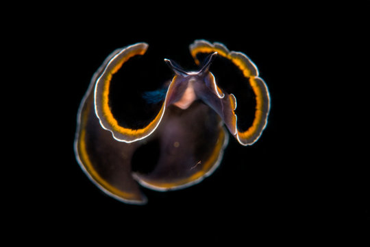 Marine life, Liuqiu island, Taiwan