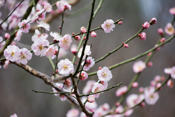 梅の花