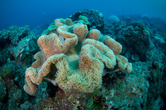 Marine life, Liuqiu island, Taiwan