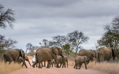 Obraz premium Unrecognisable photographer leaning from car taking shots of wild elephnats crossing road in South Africa Kruger 