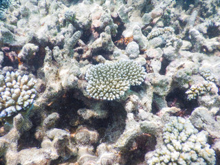 coral reef