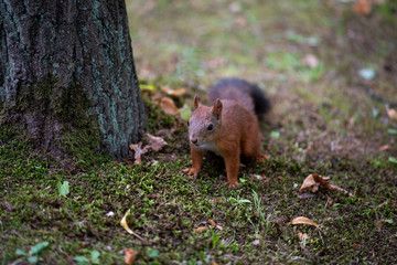 Squirrel near the tree. The squirrel sees food and decides to come up.