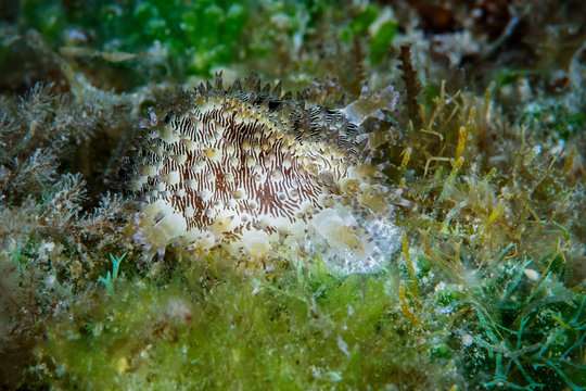 Marine life, Liuqiu island, Taiwan