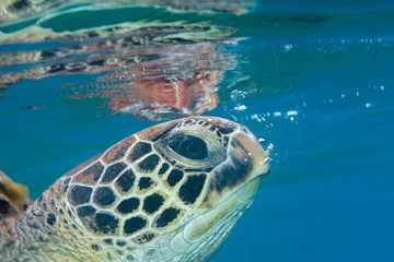 Marine life, Liuqiu island, Taiwan