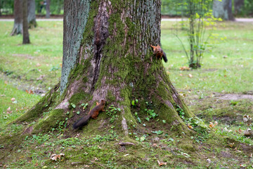 Squirrels in the forest. Two little squirrels are playing hide and seek on a big tree.