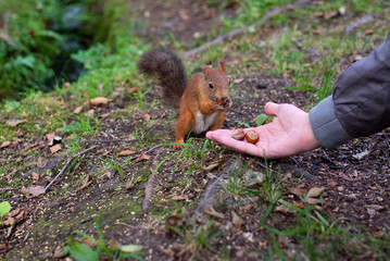 Squirrel and hazelnuts. A man feeds a squirrel in the forest. A squirrel eats a nut.