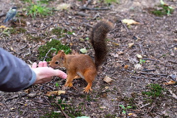 Squirrel and hazelnuts. A man feeds a squirrel in a forest. A squirrel picks a nut.