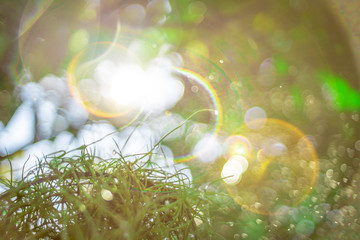 Blurred images of green leaves in the garden, Blurred bokeh  and fair lens as background In the natural garden in the daytime.