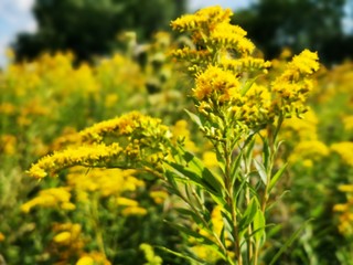 Yellow tansy flowers and Giant Goldenrod 