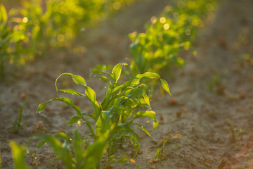 Field with rows of young fresh sprouts of corn close-up with dewdrops on leaves, lit by the warm morning sun. Blurred background
